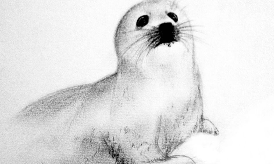 Fundamental Animal Sketching How To Draw A Baby Seal Live Art