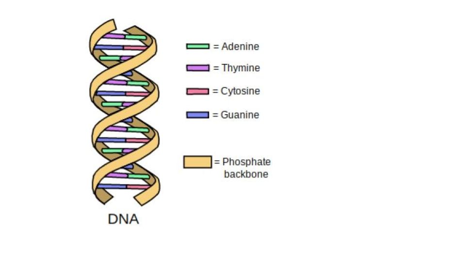 Sweet Science Modeling Dna Replication Using Your Favorite Candies Small Online Class For Ages 11 16 Outschool