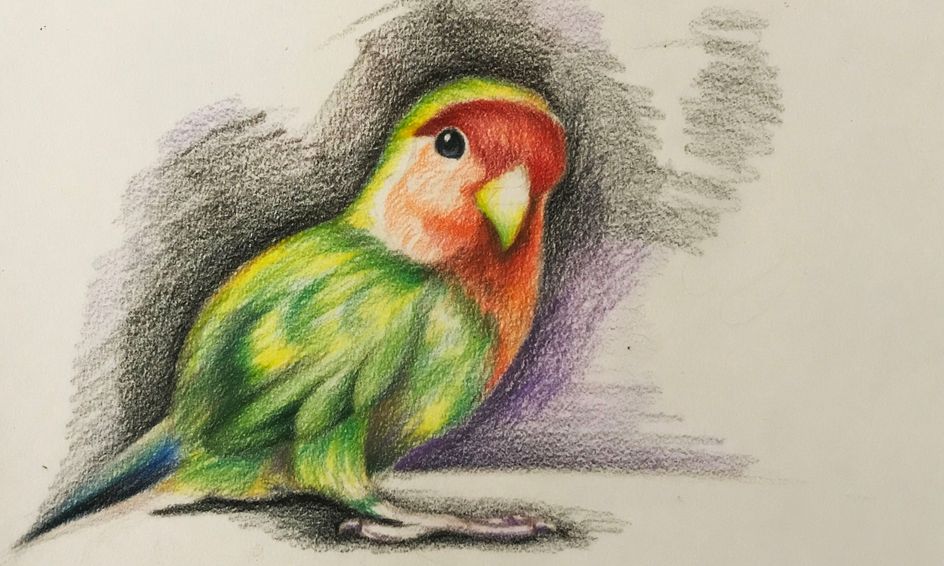 Drawing Learn How To Draw A Bird Parrot Sun Parakeet Small Online Class For Ages 8 13 Outschool Although it's not the absolute worst. drawing learn how to draw a bird parrot sun parakeet small online class for ages 8 13