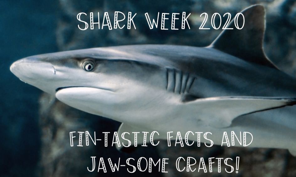 Shark Week Camp 2020 Fintastic Facts And Jawsome Crafts Small Online Class For Ages 7 12 Outschool