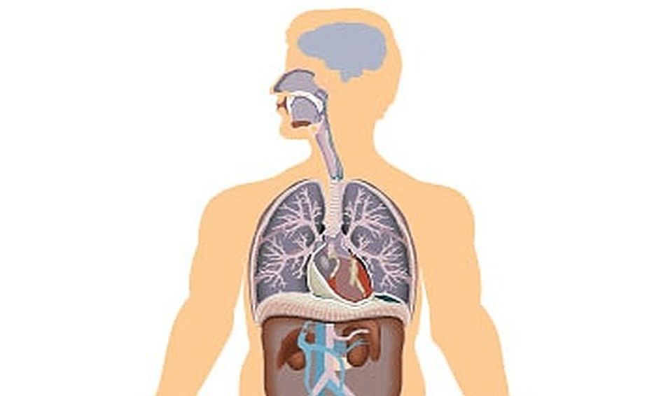 You And Your Amazing Body Anatomy And Physiology For Kids Small Online Class For Ages 10 13 Outschool