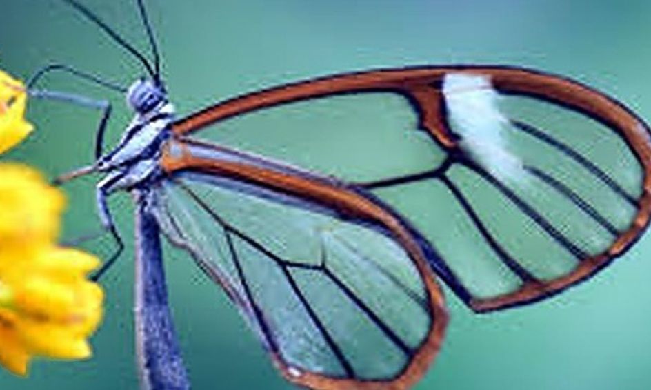 Basics Of Biology Flex Small Online Class For Ages 13 16 Outschool