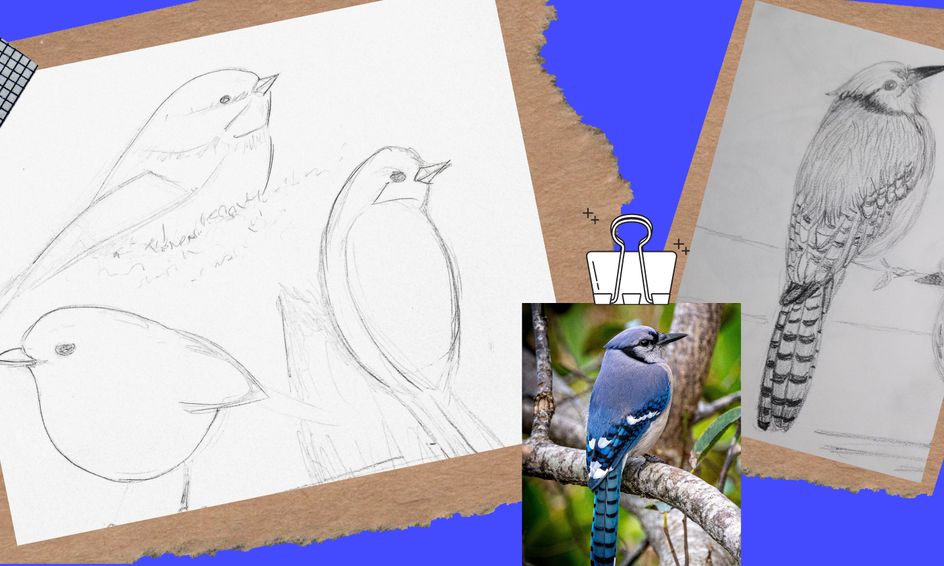 Draw With Me Draw Realistic Common Birds From Sketch To Detail From Photos Small Online Class For Ages 10 15 Outschool
