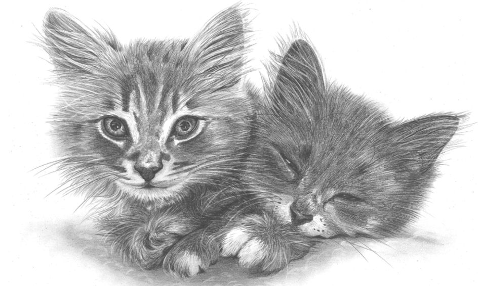 Pencil Sketching Show Love With Art On Valentines Day Love Kittens Small Online Class For Ages 8 13 Outschool Find & download free graphic resources for slate pencil. pencil sketching show love with art on valentines day love kittens small online class for ages 8 13