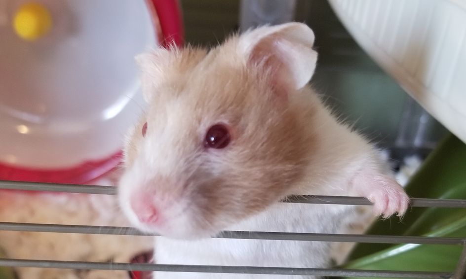 Animals Draw And Learn All About Pet Hamsters Small Online Class For Ages 4 9 Outschool
