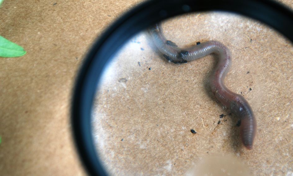Writing A Worm Biography Small Online Class For Ages 8 11