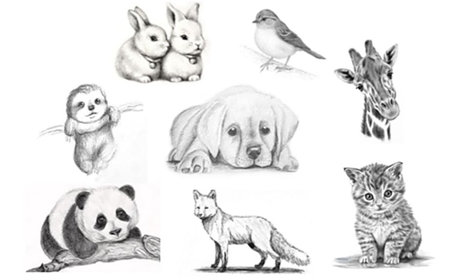 8 Week Pencil Sketching Realistic Animals Small Online Class For Ages 8 13 Outschool