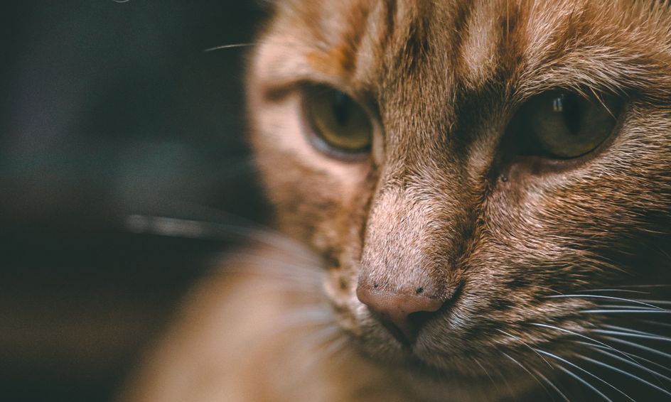 Warrior Cats Fire And Ice Small Online Class For Ages 8 12
