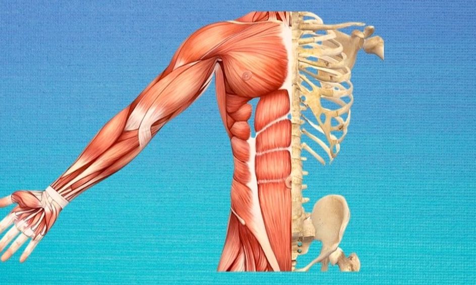 Anatomy Crash Course The Skeletal System Small Online Class For Ages 8 12 Outschool