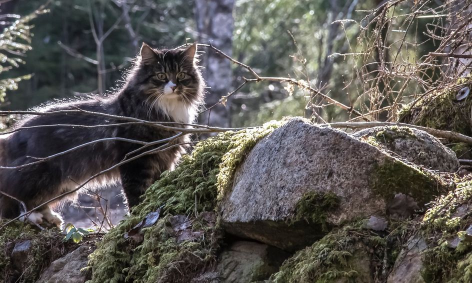 Warrior Cat Adventure Game Camp Small Online Class for Ages 1012