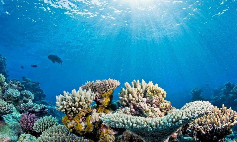 Ocean Habitats: Exploring Marine Worlds FLEX | Small Online Class for