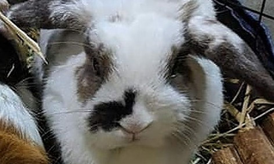 i love bunnies caring for your rabbit friend small online class for ages 5 9