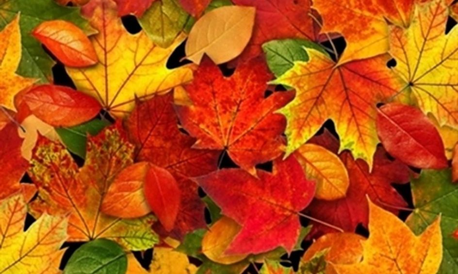 Why Do Fall Leaves Change Colors? | Small Online Class for Ages 5-10