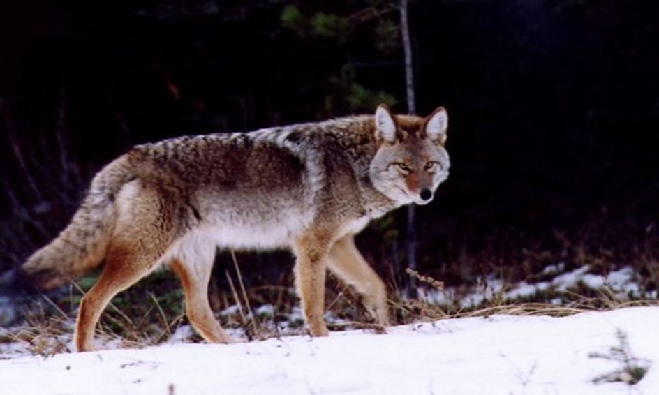 So You Want To Be A Wildlife Biologist Wildlife Biology 101 Small Online Class For Ages 10 15 Outschool
