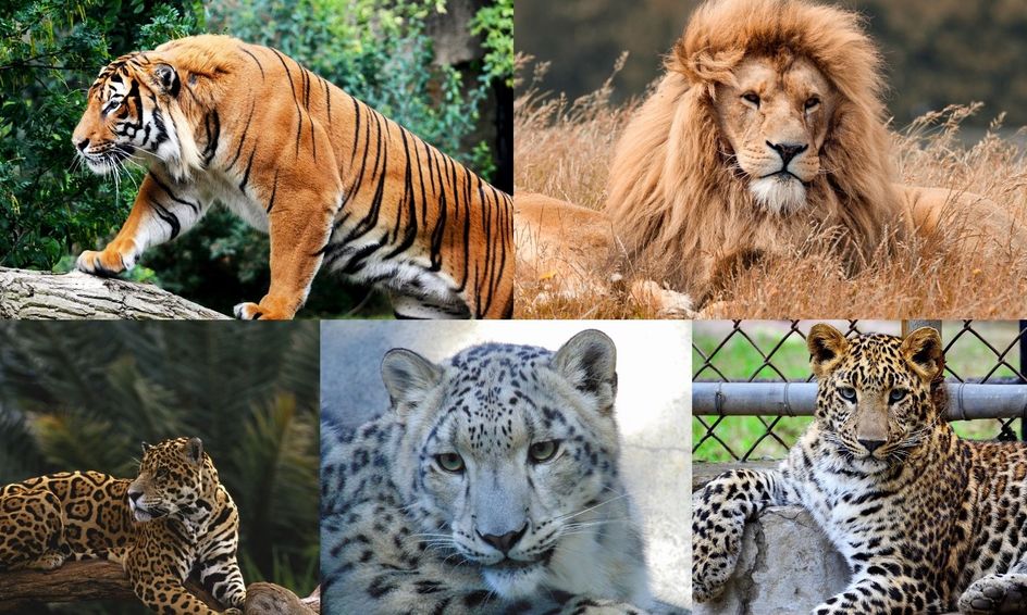 Big Cats Tigers Lions Jaguars Snow Leopards And Leopards Zoology