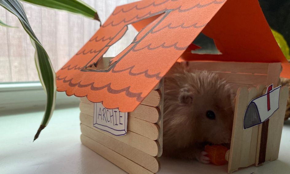 Crafting Create A Hamster Hideout Home Small Online Class For Ages 8 13 Outschool - hamsters in the house roblox animal house pets online