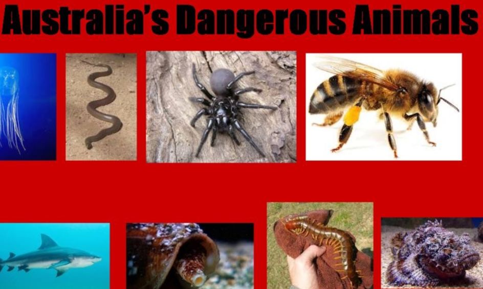 Australia S Dangerous Animals Small Online Class For Ages 7 11 Outschool