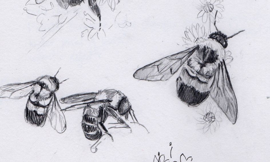 How To Draw Realistic Bees Ages 6 8 Nature Drawing Course Small Online Class For Ages 6 8 Outschool