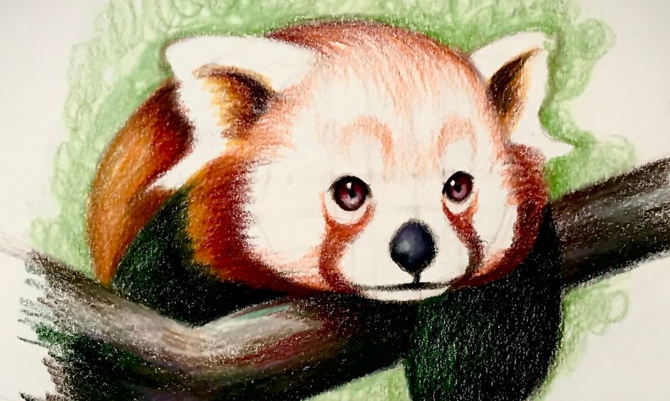 Drawing Learn How To Draw A Wild Animal Red Panda Small Online Class For Ages 10 15 Outschool
