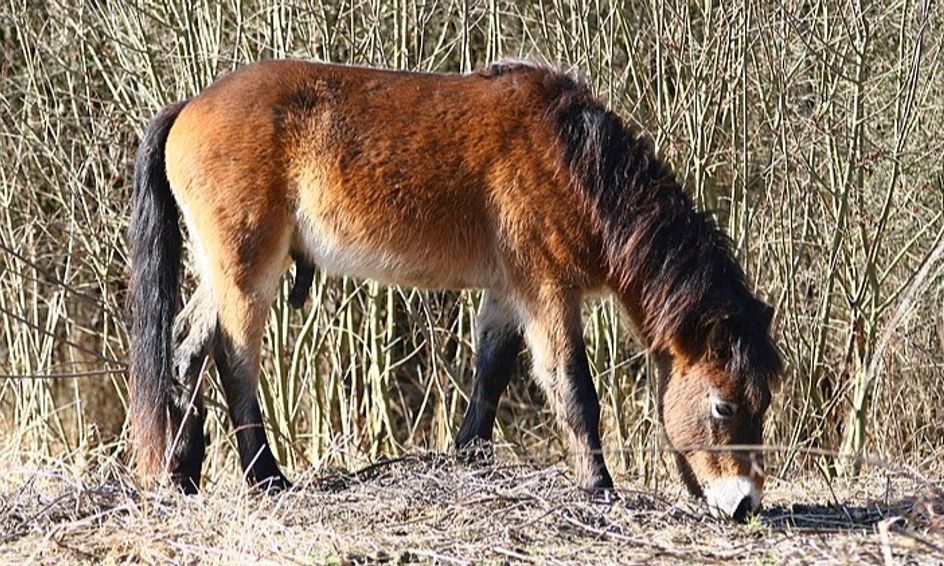 Steam Stories Wild Horses Magic Helpers And Riding Kings
