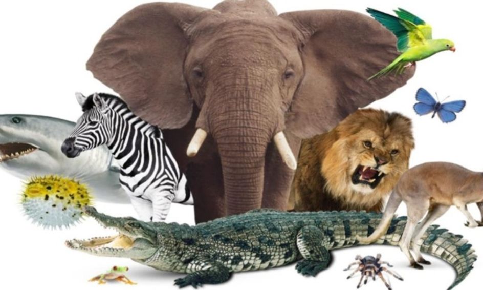 Animal Kingdom: Mammals, Birds, Fish, Reptiles, Insects, and Amphibians