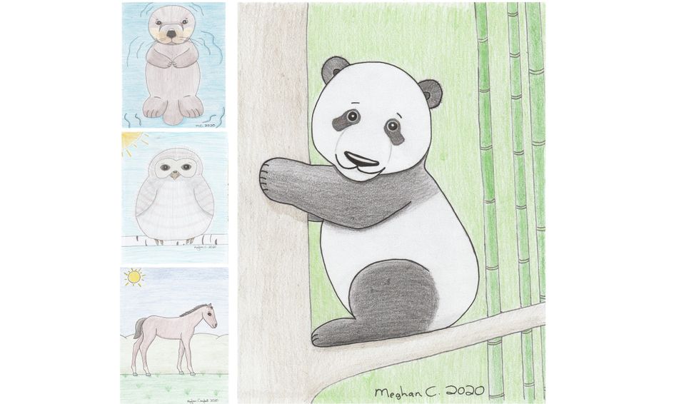 Learn To Draw Baby Animals From Around The World Flexible Schedule Series 3 Small Online Class For Ages 10 15 Outschool
