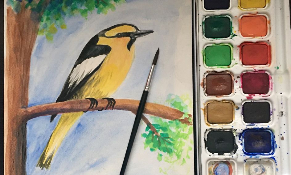 Let S Draw And Paint North American Birds Small Online Class