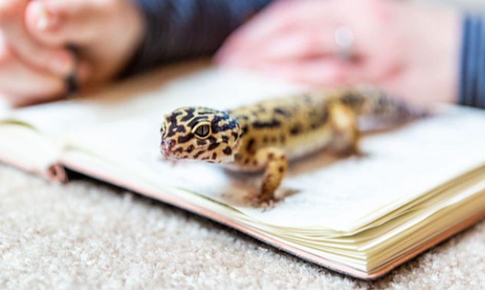Leopard Geckos: Facts and Care | Small Online Class for Ages 7-12