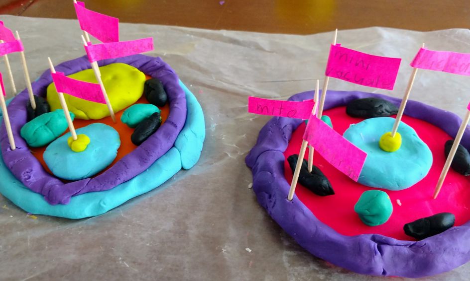 Cell Ebrate Cells Make An Animal Cell Model Small Online Class For Ages 9 13 Outschool