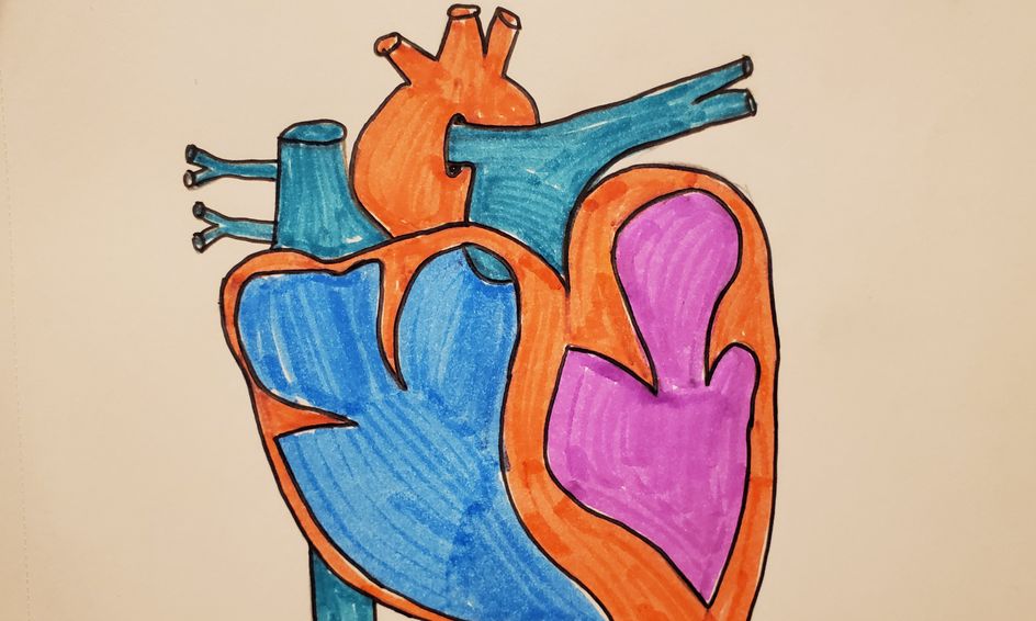 World Heart Day Draw And Label Your Own Diagram Of The Human Heart Small Online Class For Ages 8 11 Outschool Next, draw three lines extending in a y shape near the top of the heart to form the pulmonary artery. world heart day draw and label your own diagram of the human heart small online class for ages 8 11