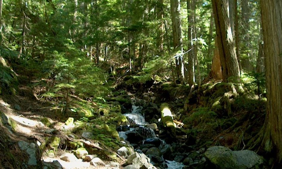 Wilderness Survival Skills 101 Age 9 To 12 Small Online Class