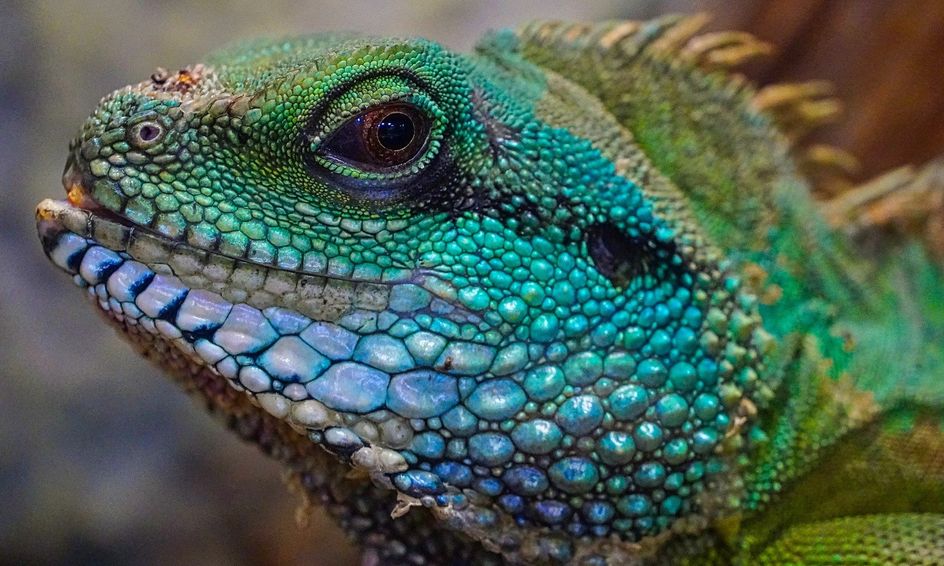 Animal Kingdom: Remarkable Reptiles (Ages 8-12) | Small Online Class