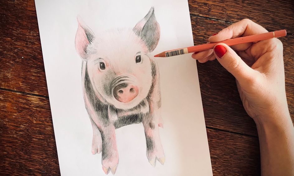 Let S Draw A Baby Pig In Colour Pencil Artist Led Class Small Online Class For Ages 9 14 Outschool