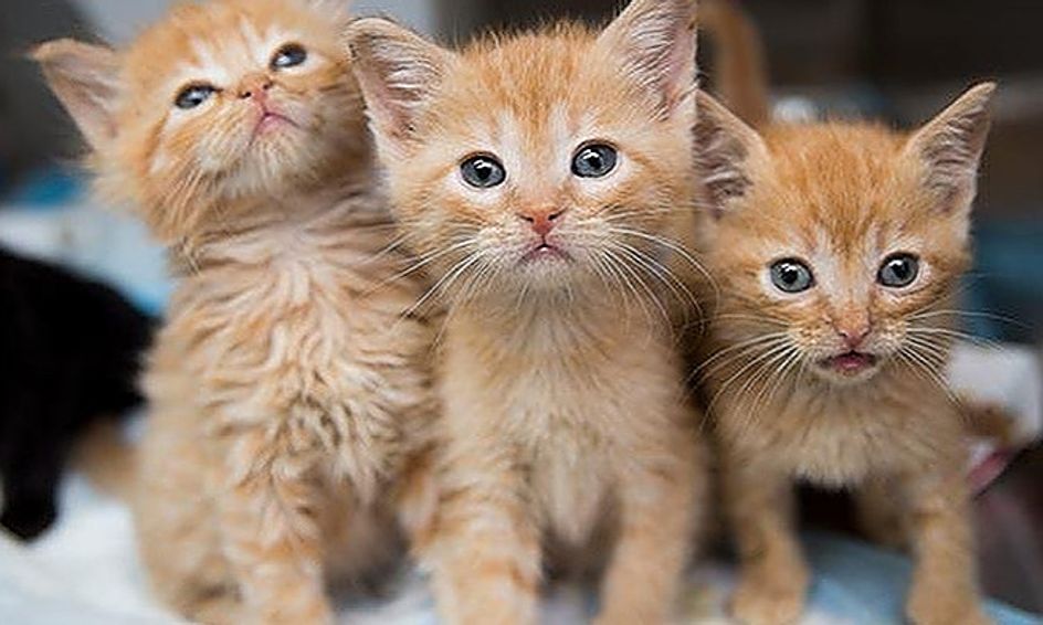 Animal Fun Let S Learn About Cats And Cat Care Small Online