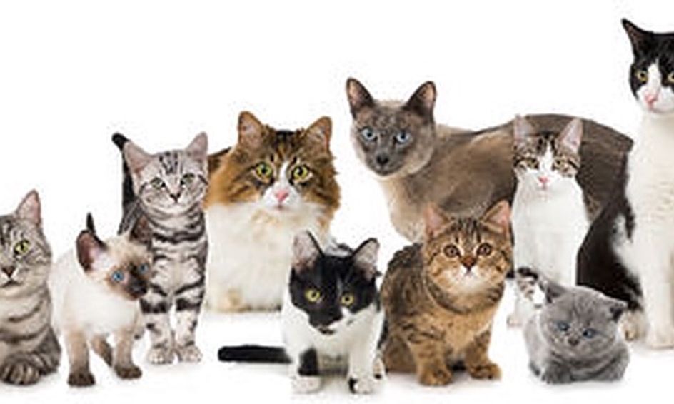 Warrior Cats Cat Science Small Online Class For Ages 8 12