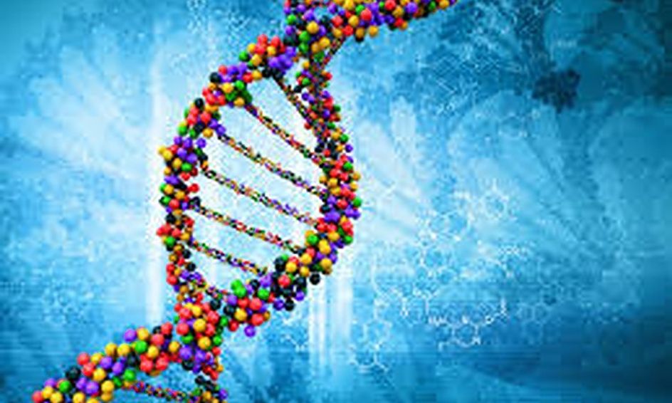 Genetics Human Dna For Middle High School Flex Small