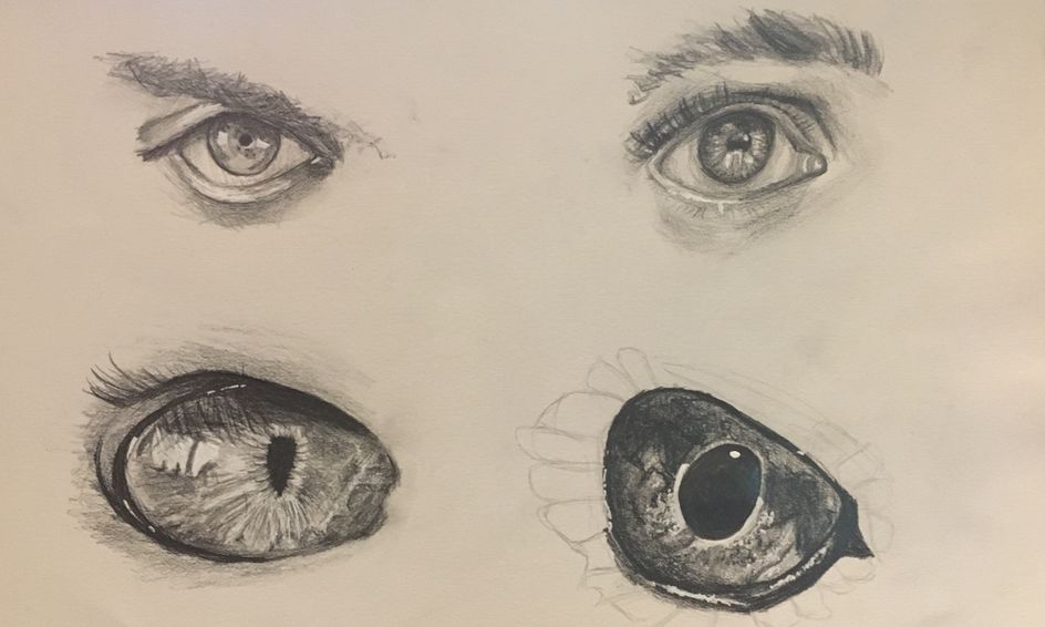 Drawing Animal Eyes Small Online Class For Ages 10 13 Outschool 20 illustrated eye drawing ideas and inspiration. drawing animal eyes small online class for ages 10 13