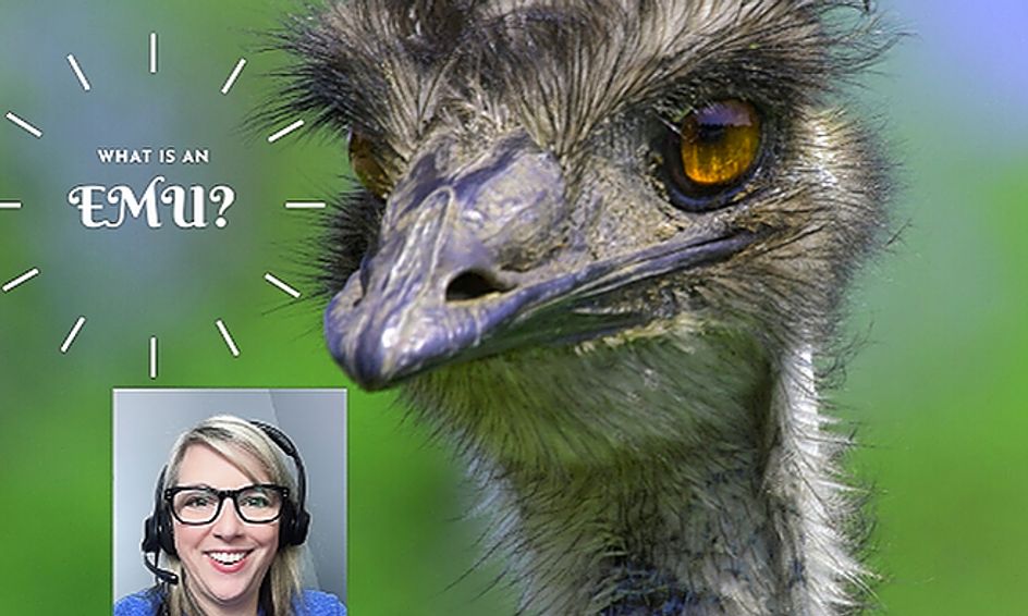 Edward The Emu Reading Aloud Fun Small Online Class For Ages 4