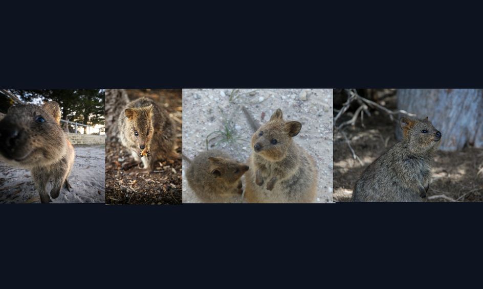 Animal Science A To Z Quokkas Small Online Class For Ages 5 10