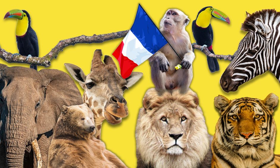 Allons Au Zoo! - Basic French Zoo Animal Conversation (Small Group