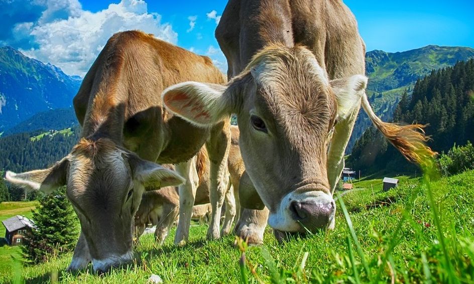 Introduction To Animal Science Flex Small Online Class For