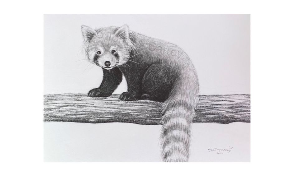 Animal Art Realistic Red Panda Drawing Small Online Class for Ages