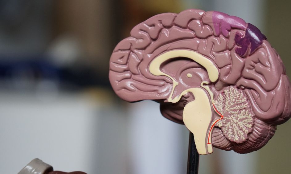 Introduction To Neuroanatomy Part 1 Small Online Class For Ages
