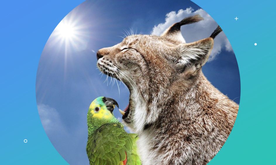 Caption This Animals Small Online Class For Ages 7 9 Outschool