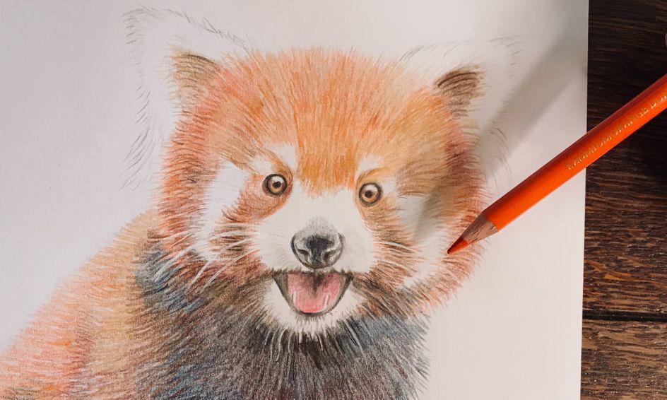 Let S Draw A Red Panda In Colour Pencil Small Online Class For Ages 9 14 Outschool