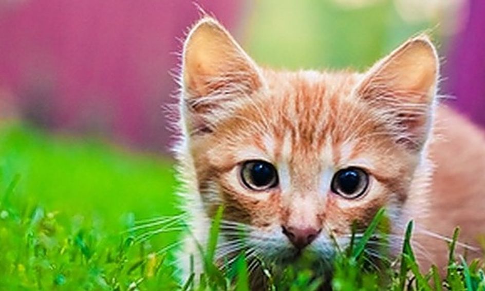Herbs Of The Warriors Series Part 1 Become A Medicine Cat
