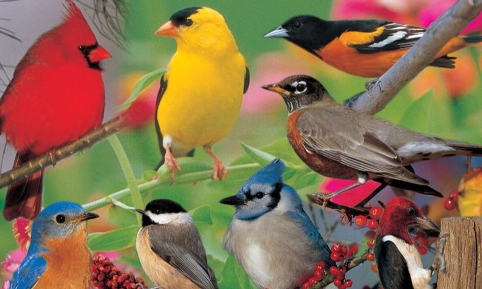 All About Backyard Song Birds Small Online Class For Ages 7 11