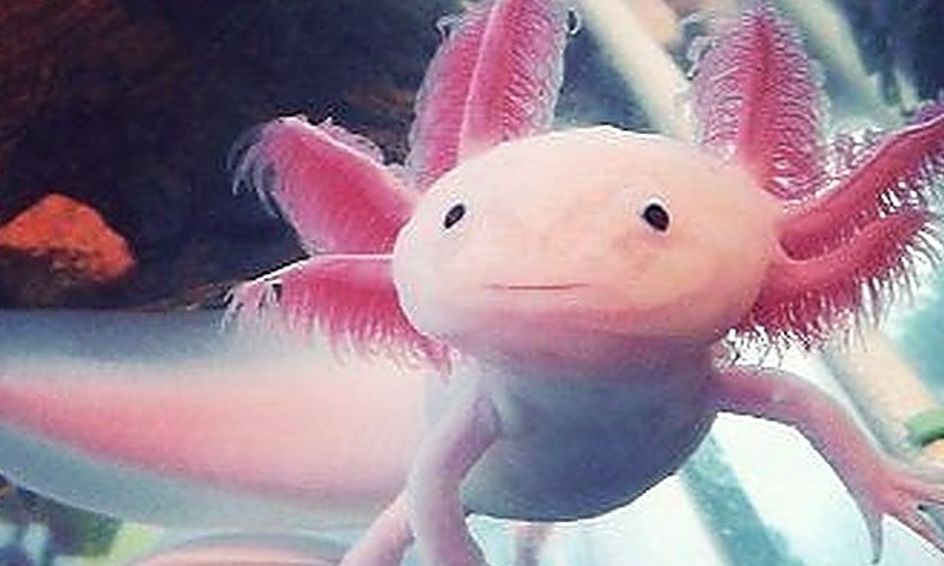 Adorable Axolotl Drawing Art Mix With Mrs Roxy Small Online Class For Ages 7 12 Outschool