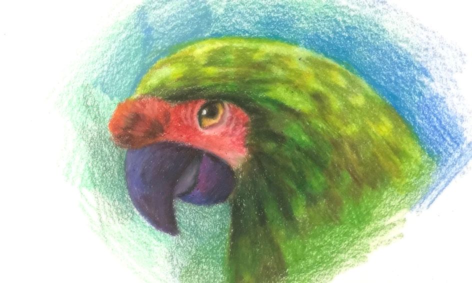 Drawing Learn How To Draw A Bird Portrait Parrot Small Online Class For Ages 10 15 Outschool