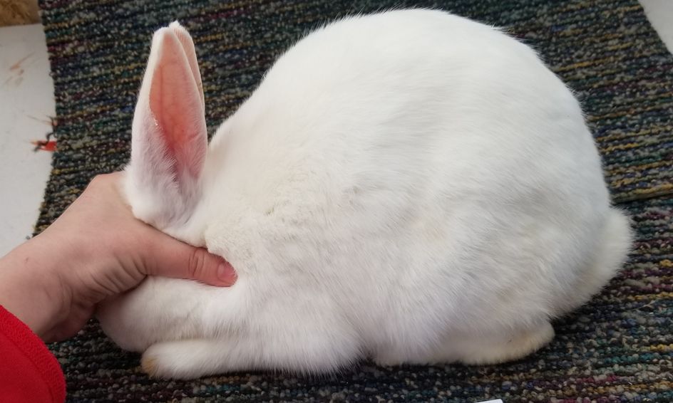 rabbits butchering 101 small online class for ages 13 18
